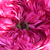 Rose - Rosiers centifolia (Provence) - Rose des Peintres